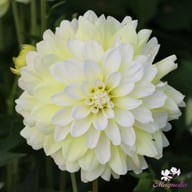 Innocent Silence Dahlia Knöl