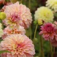 Innocent Silence Dahlia Knöl
