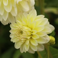 Innocent Silence Dahlia Knöl