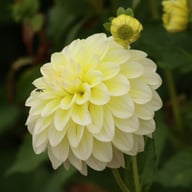 Innocent Silence Dahlia Knöl
