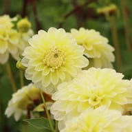 Innocent Silence Dahlia Knöl