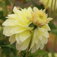 Innocent Silence Dahlia Knöl