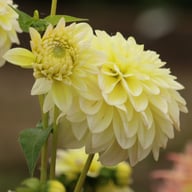 Innocent Silence Dahlia Knöl
