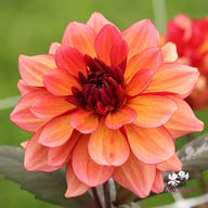 Invitation Dahlia Tuber