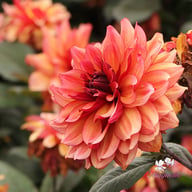Invitation Dahlia Tuber