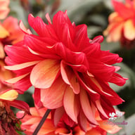 Invitation Dahlia Tuber