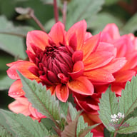 Invitation Dahlia Tuber