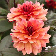 Invitation Dahlia Tuber