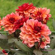 Invitation Dahlia Tuber