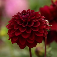 Isa's Darkness Dahlia Knöl