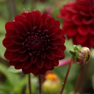 Isa's Darkness Dahlia Knöl