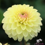 Isa's Favourite Dahlia Knöl