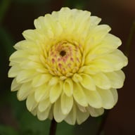 Isa's Favourite Dahlia Tuber