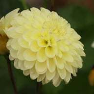 Isa's Favourite Dahlia Tuber