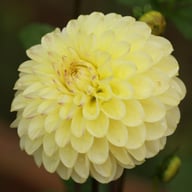 Isa's Favourite Dahlia Tuber