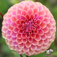 Isabel Dahlia Tuber