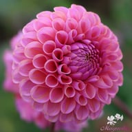 Isabel Dahlia Tuber
