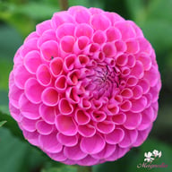 Isabel Dahlia Tuber
