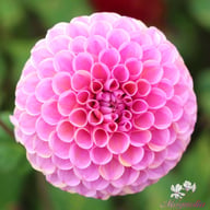 Isabel Dahlia Tuber