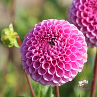 Isabel Dahlia Tuber