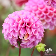 Isabel Dahlia Tuber