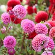 Isabel Dahlia Tuber