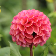 Isabel Dahlia Knöl
