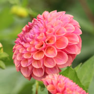 Isabel Dahlia Knöl