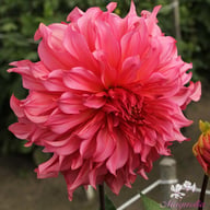 Islander Dahlia Tuber