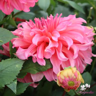 Islander Dahlia Tuber