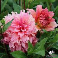 Islander Dahlia Tuber