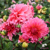 Islander Dahlia Tuber