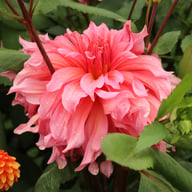 Islander Dahlia Knöl
