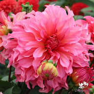 Islander Dahlia Tuber