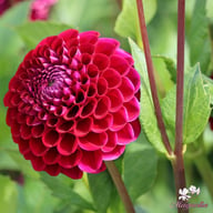 Ivanetti ® Dahlia Tuber