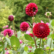 Ivanetti ® Dahlia Tuber