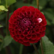 Ivanetti ® Dahlia Tuber