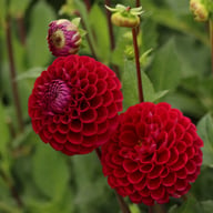 Ivanetti ® Dahlia Tuber