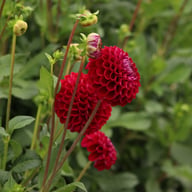 Ivanetti ® Dahlia Tuber