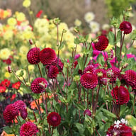 Ivanetti ® Dahlia Tuber