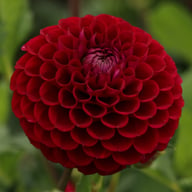 Ivanetti ® Dahlia Tuber