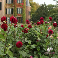 Ivanetti ® Dahlia Tuber