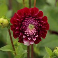 Ivanetti ® Dahlia Tuber