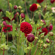 Ivanetti ® Dahlia Tuber