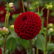 Ivanetti ® Dahlia Tuber
