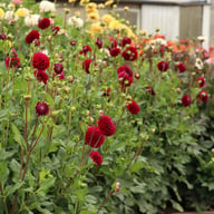 Ivanetti ® Dahlia Tuber