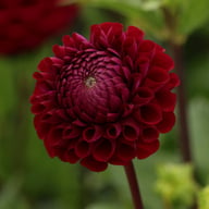 Ivanetti ® Dahlia Tuber