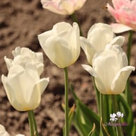Ivory Floradale Tulip Bulbs