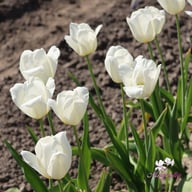 Ivory Floradale Tulip Bulbs