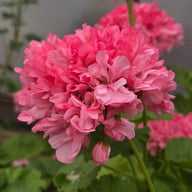 Jägershus Gogodansaren Pelargonium Cutting